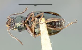 Media type: image; Entomology 16301   Aspect: habitus ventral view